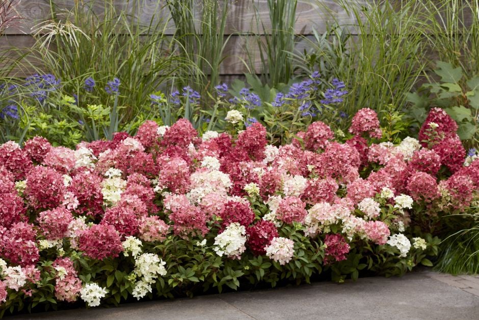 <i>Hydrangea</i> <i>paniculata</i> 'Lc No27'