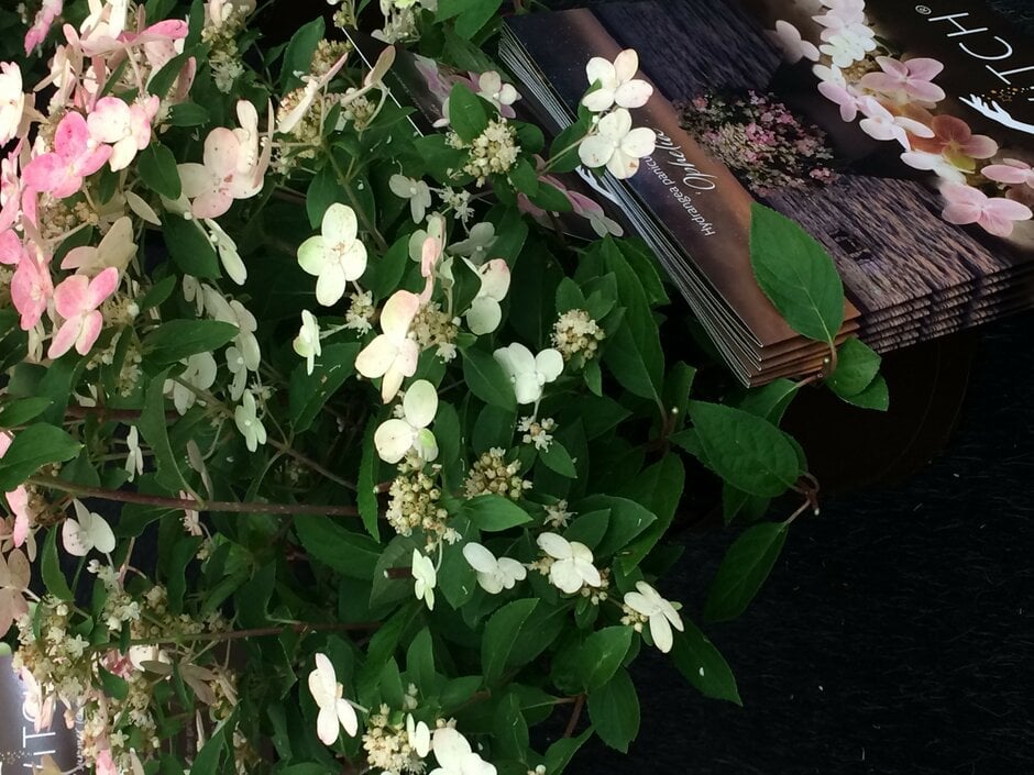 panicled hydrangea [Polestar]