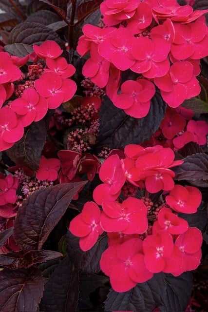 <i>Hydrangea</i> [<span style="font-variant: small-caps;">Velvet Night Red Lace</span>]