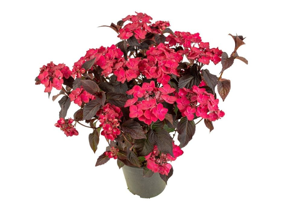 <i>Hydrangea</i> [<span style="font-variant: small-caps;">Velvet Night Red Lace</span>]