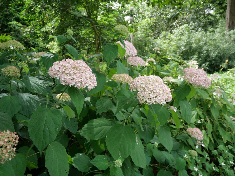 hydrangea [Candybelle Bubblegum]