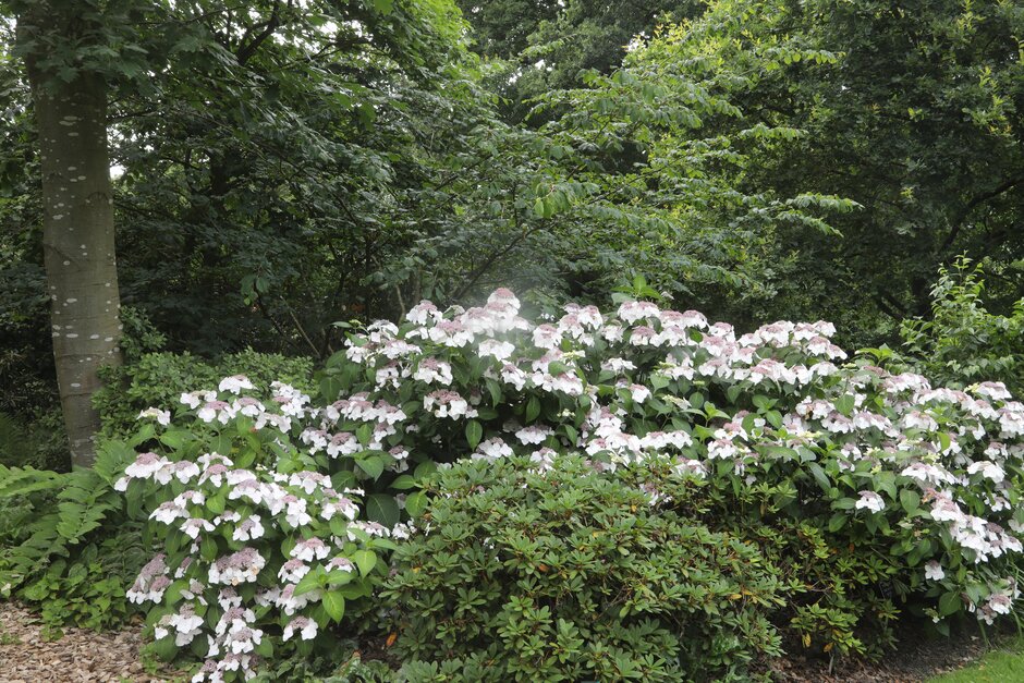 hydrangea 'Veitchii'