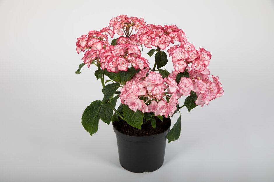 hydrangea 'Yulika'
