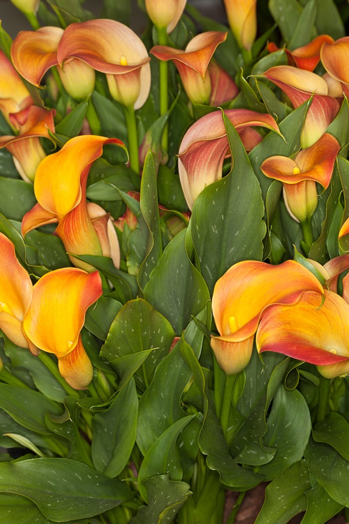 arum lily 'Qatar'