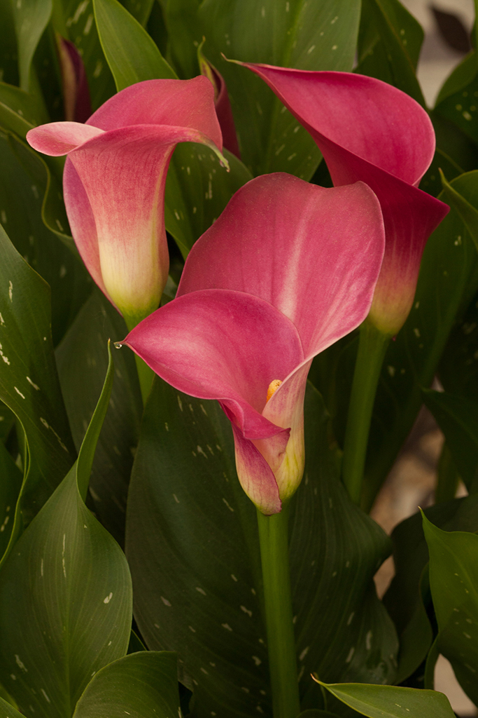 Zantedeschia &pink Jewel&pbr 