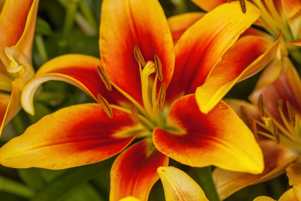 lily 'Kaveri'
