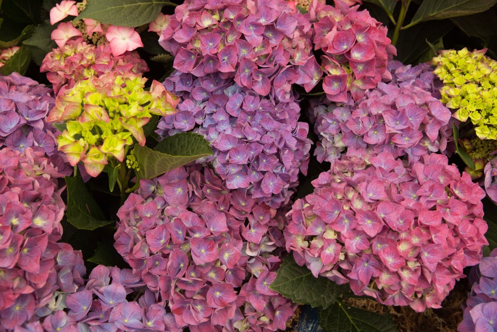 hydrangea [Jip]