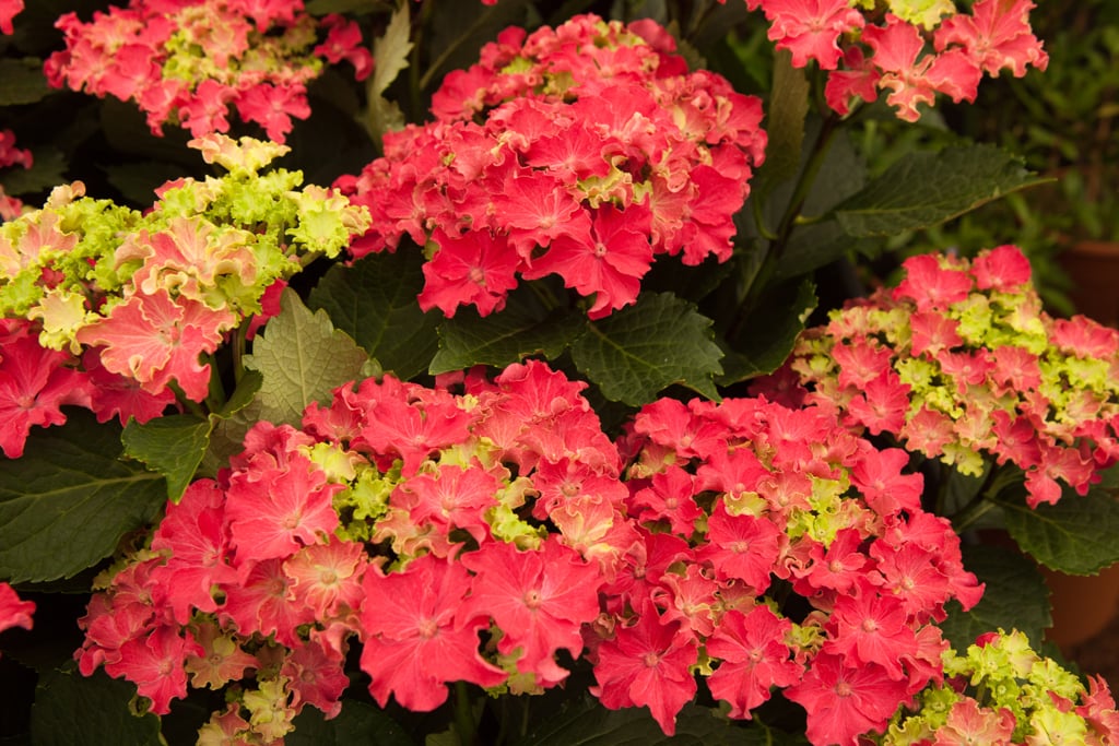 hydrangea [Curly Sparkle]