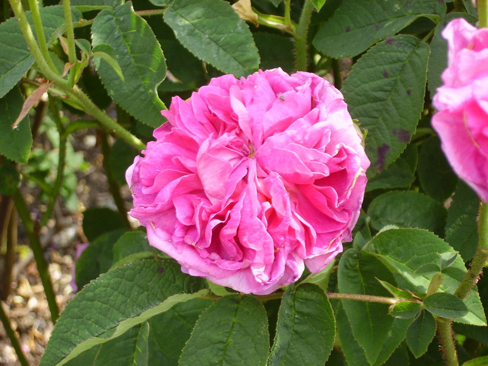 rose 'Celsiana'