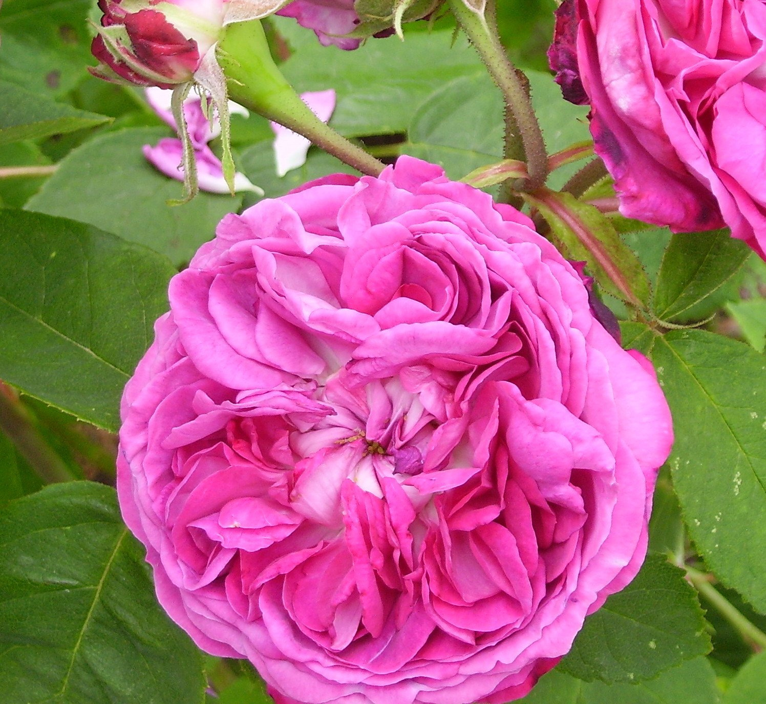 Rosa 'Reine des Violettes' (HP)|rose 'Reine des Violettes'/RHS Gardening