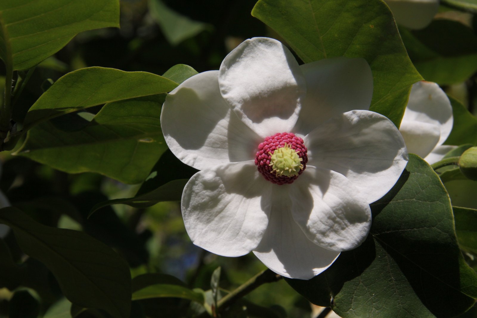 magnolia 'Colossus'