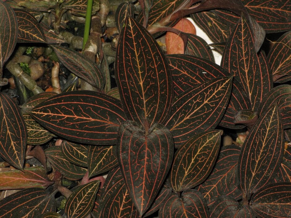 black jewel orchid