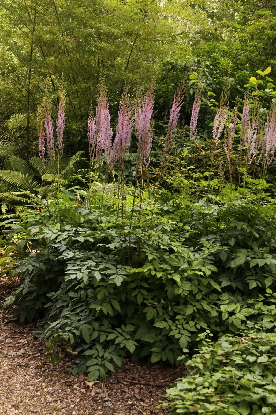 many-flowered waterside astilbe