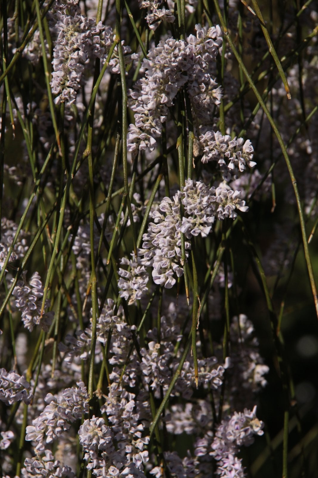 weeping broom