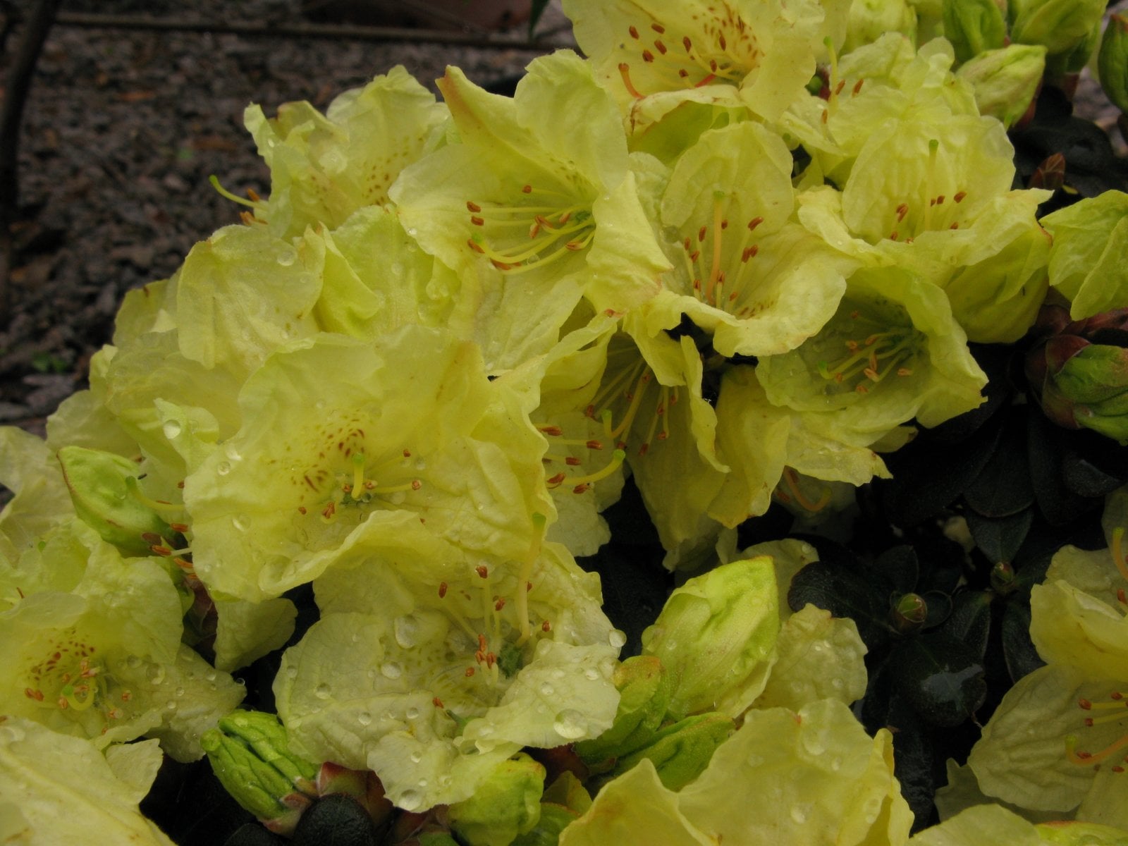 rhododendron 'Wren'