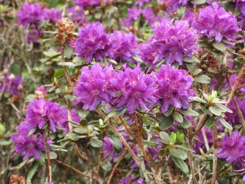 Rhododendron Russatum Purplish blue Rhododendron