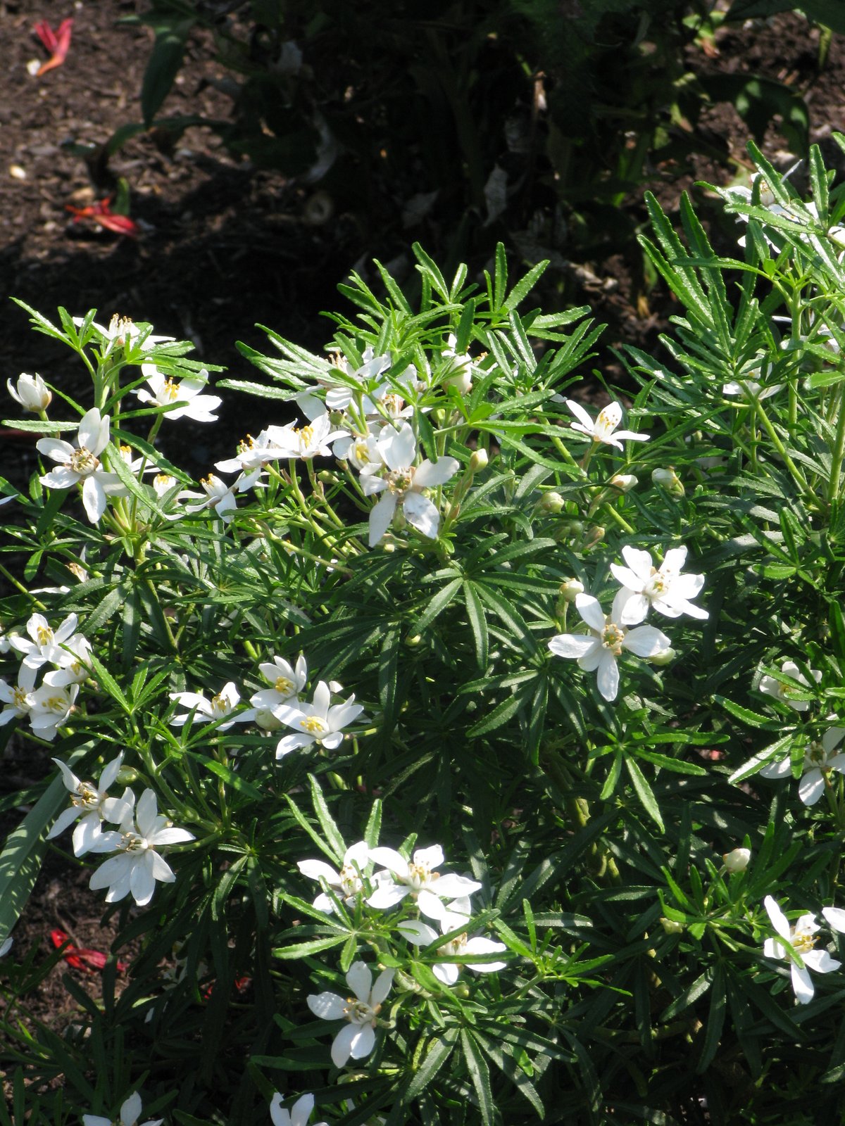 Choisya Dewitteana White Dazzler Londaz PBR Mexican Orange 
