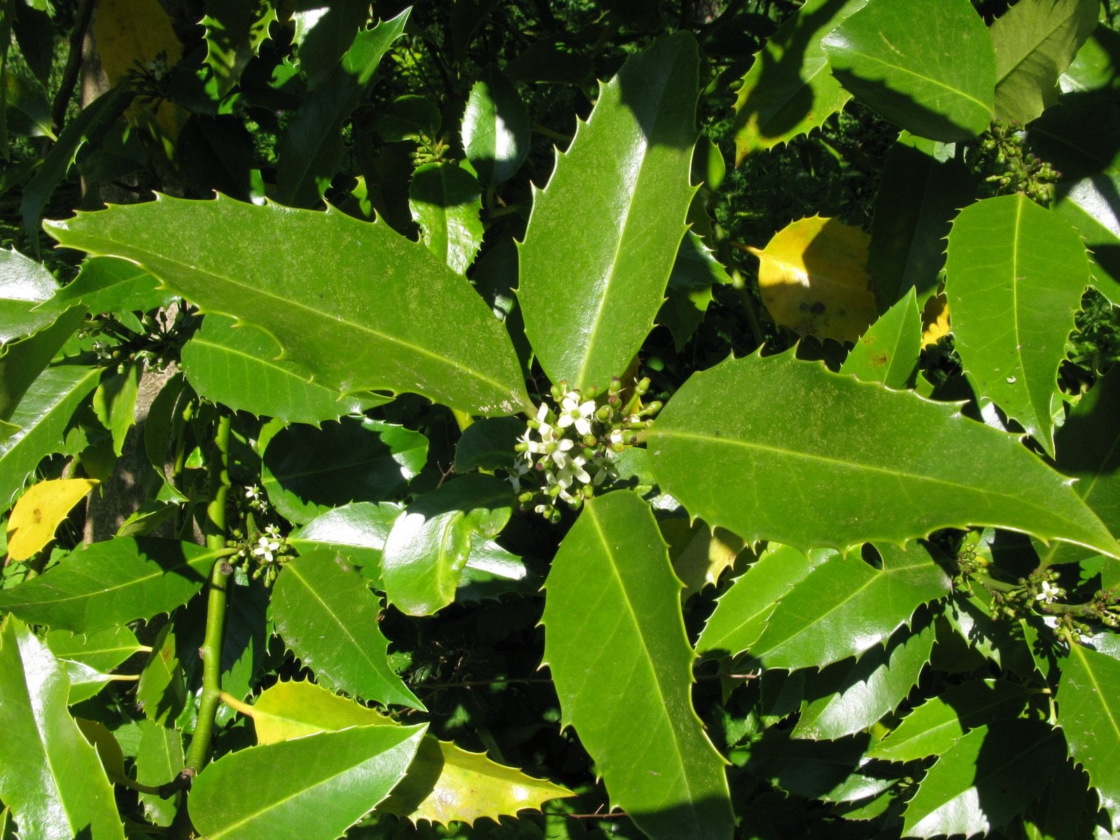 holly 'Chestnut Leaf'
