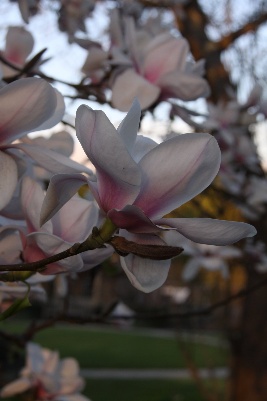 magnolia 'Athene'