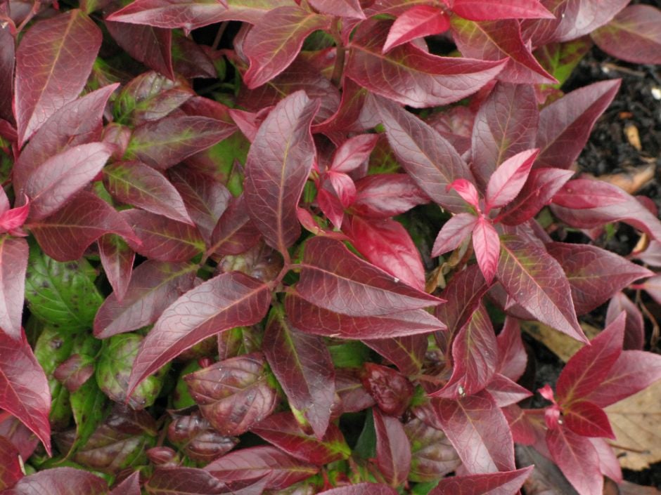 Leucothoe [Scarletta] = 'Zeblid' | dog hobble [Scarletta]/RHS Gardening