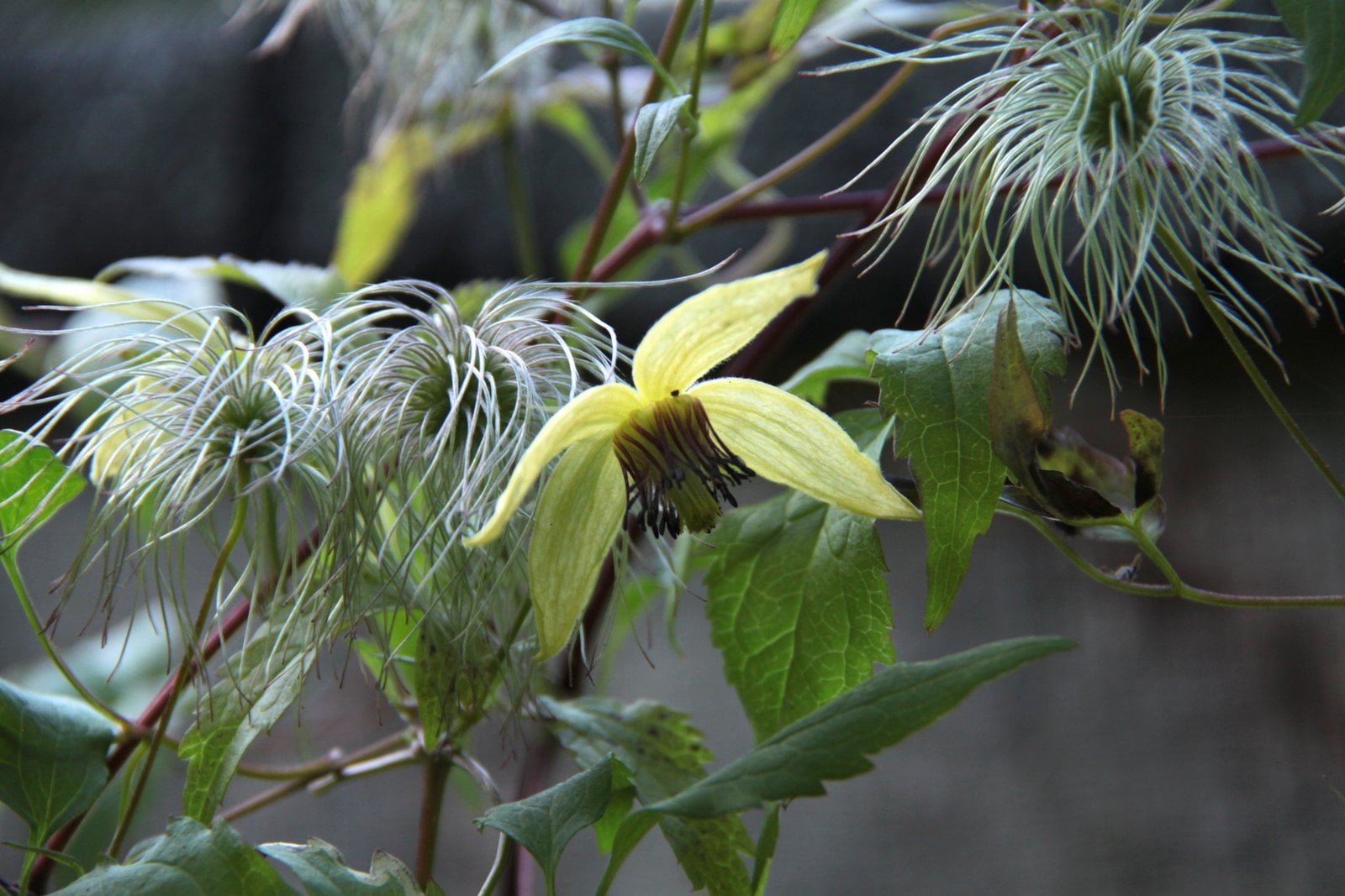 Korean clematis