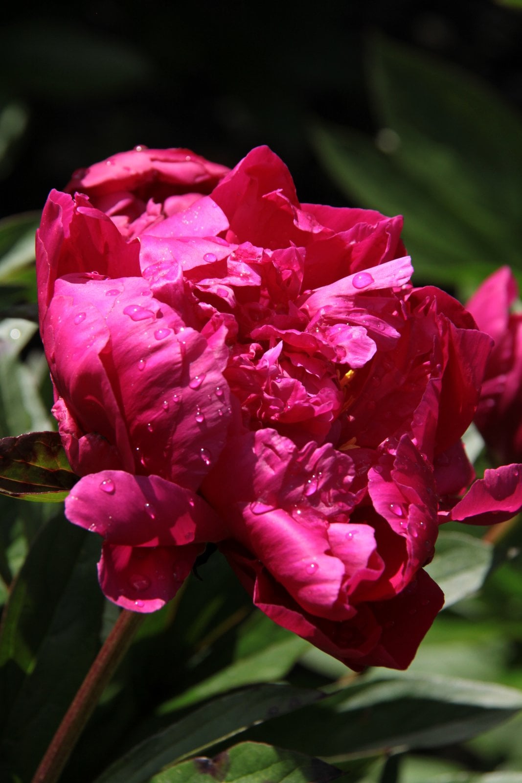 peony 'Félix Crousse'