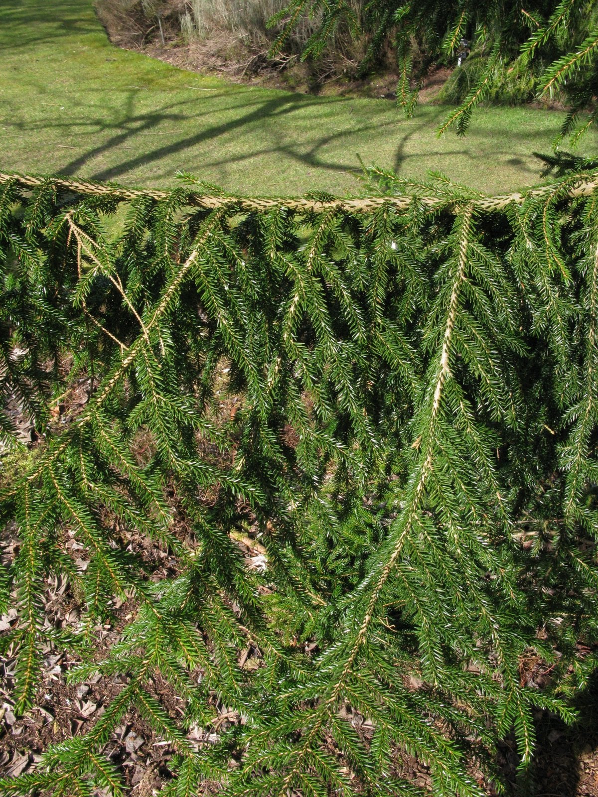 oriental spruce 'Skylands'