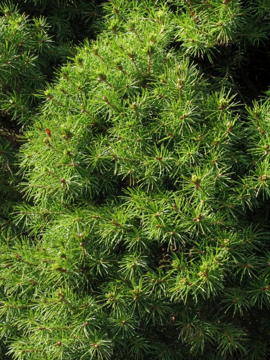 Picea glauca var. albertiana 'Conica' | Alberta spruce 'Conica'/RHS ...