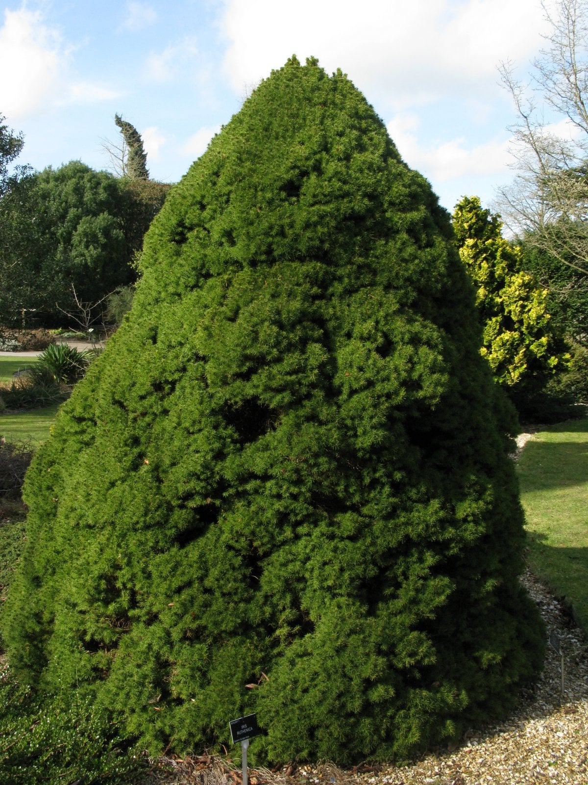 Alberta spruce 'Conica'