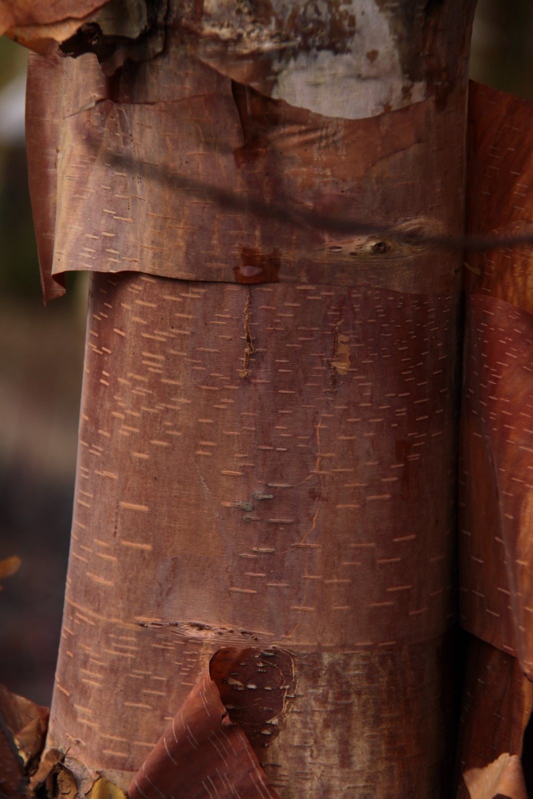 Chinese red birch 'Bowling Green'