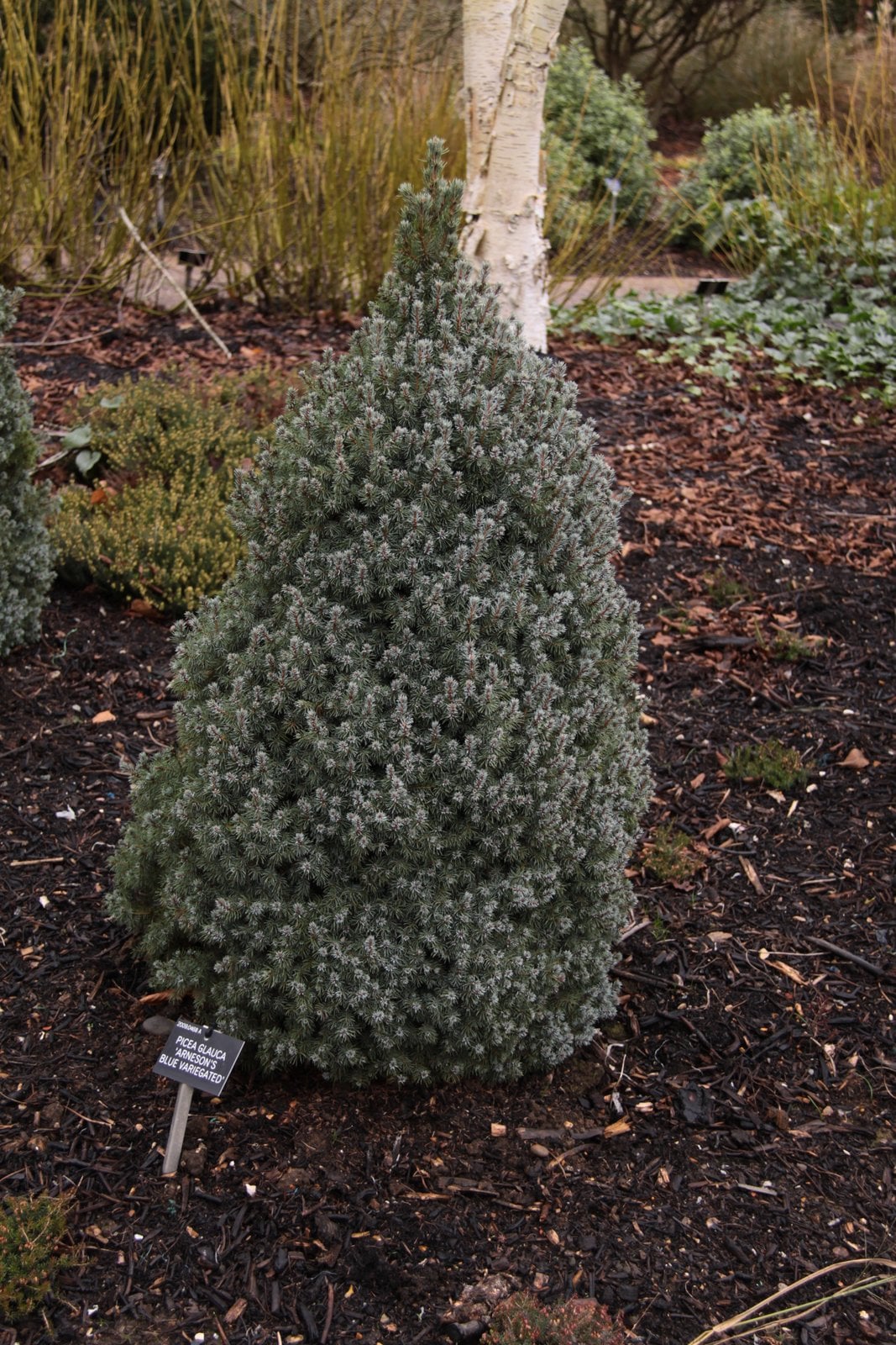 white spruce 'Arneson's Blue Variegated'