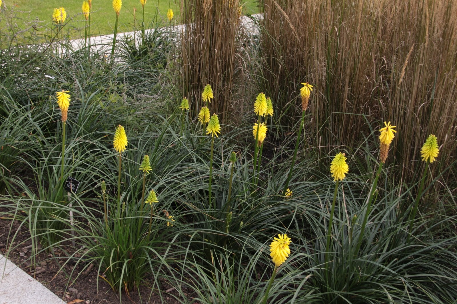 red-hot poker 'Bees' Lemon'