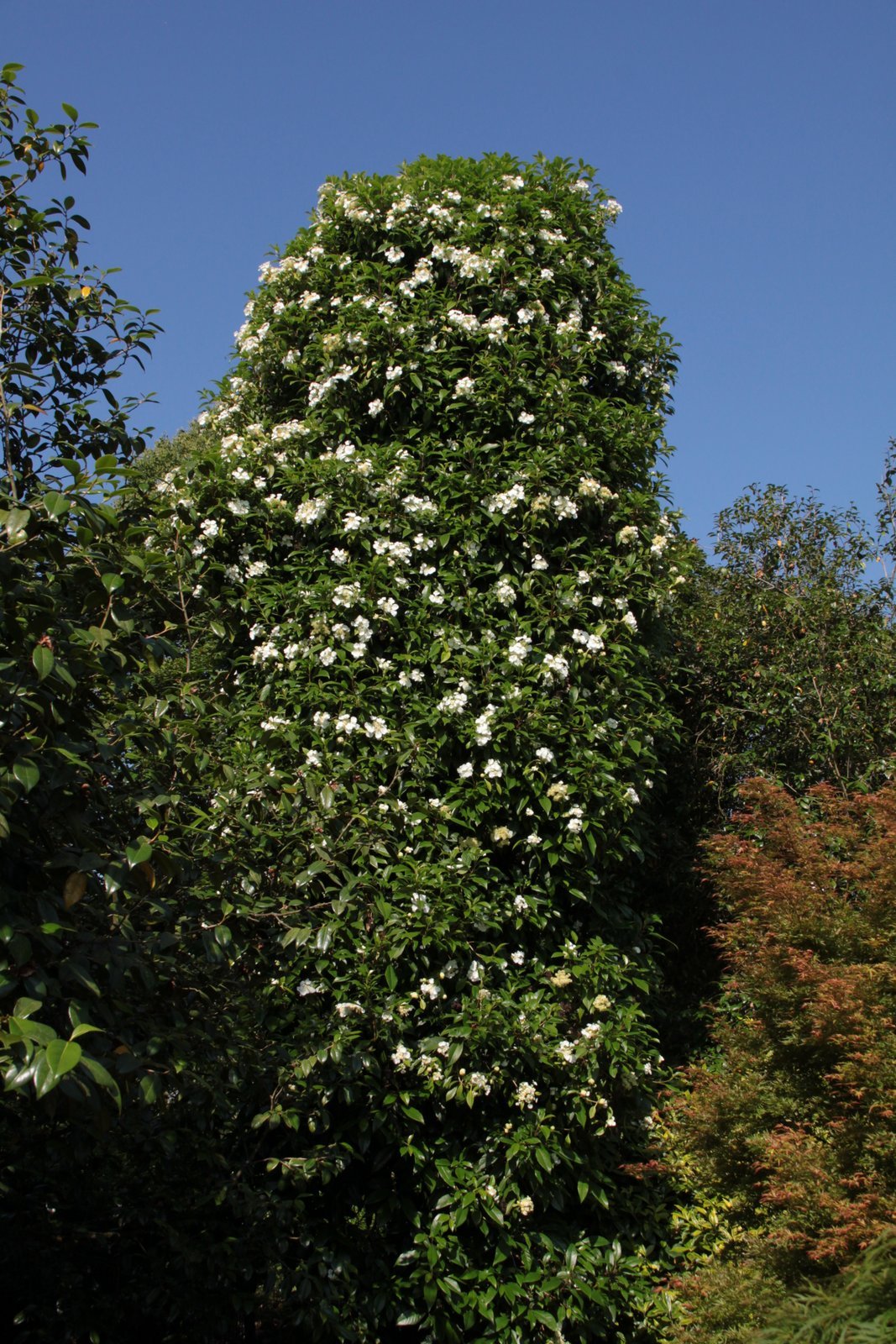 Hydrangea seemannii Seemann&s hydrangea Climber Wall Shrub/RHS Gardening