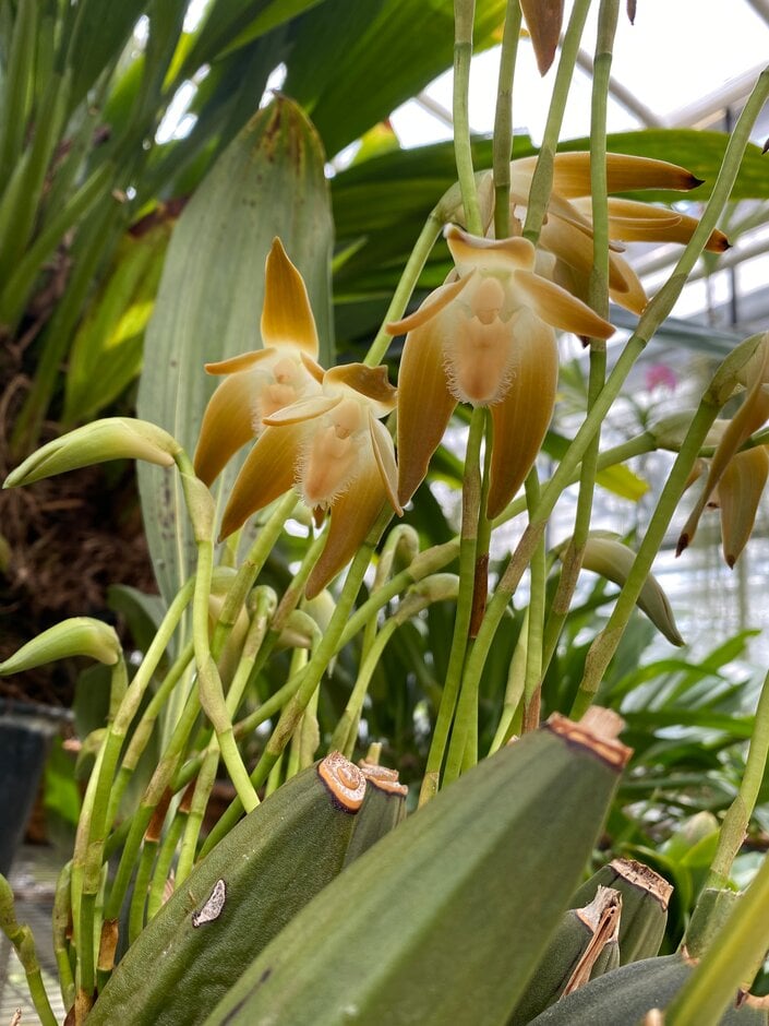 <i>Ida</i> <i>peruviana</i>