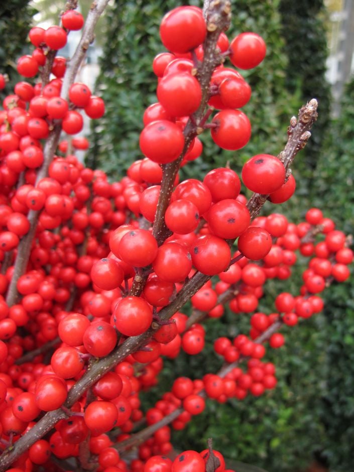 winterberry
