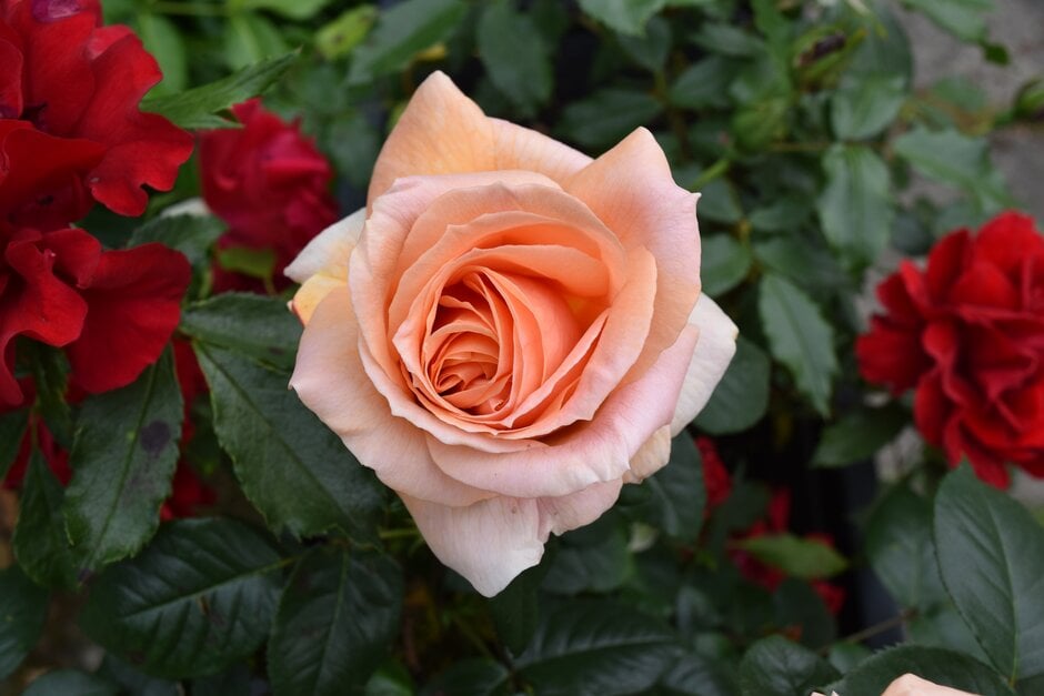 rose [Indian Summer] ('Harwigwam')