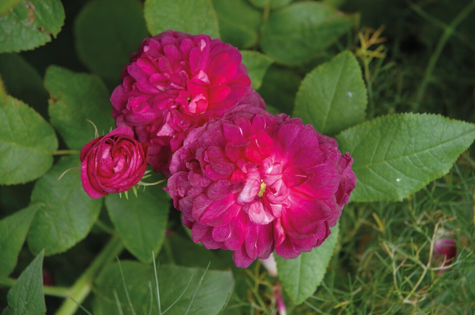 rose 'Indigo'