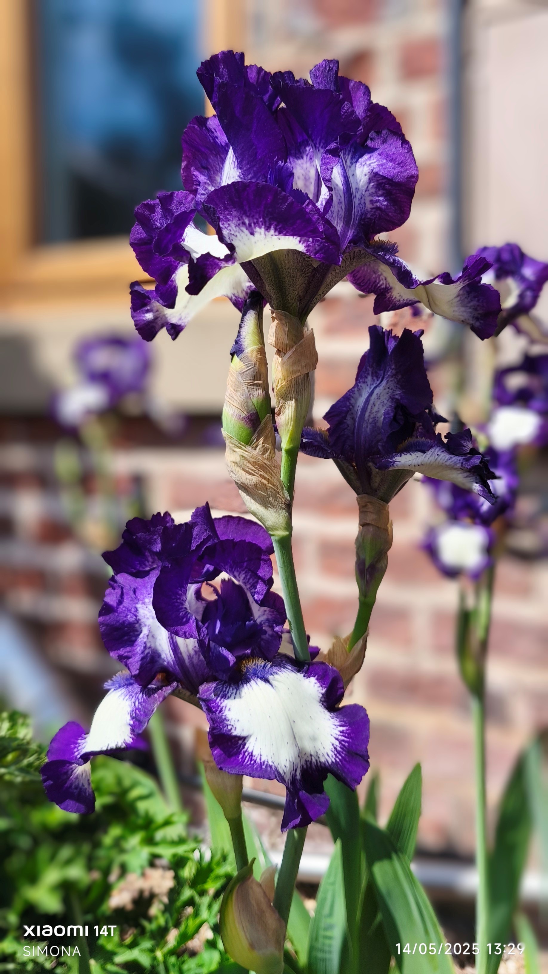 <i>Iris</i> 'Art Deco' (TB)