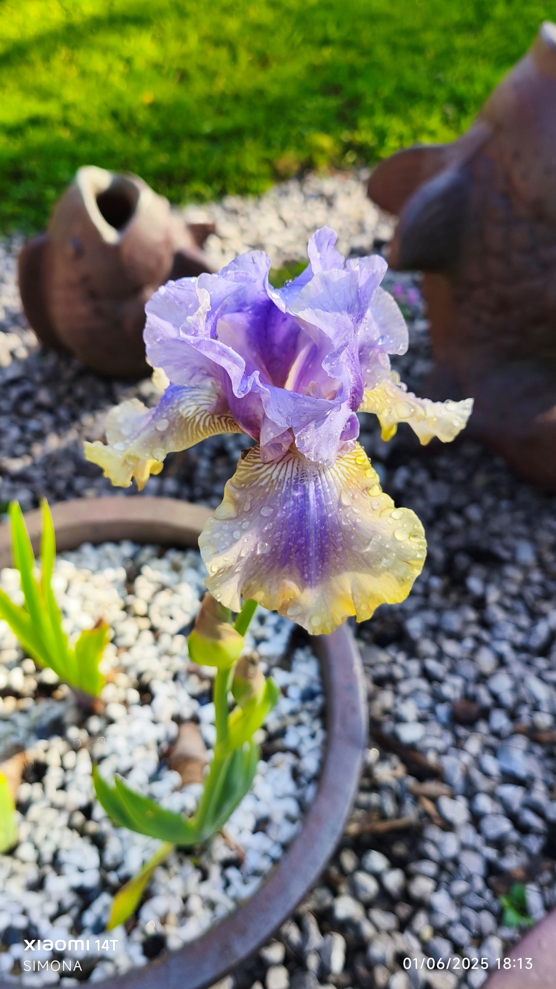 <i>Iris</i> 'Desert Streams' (TB)