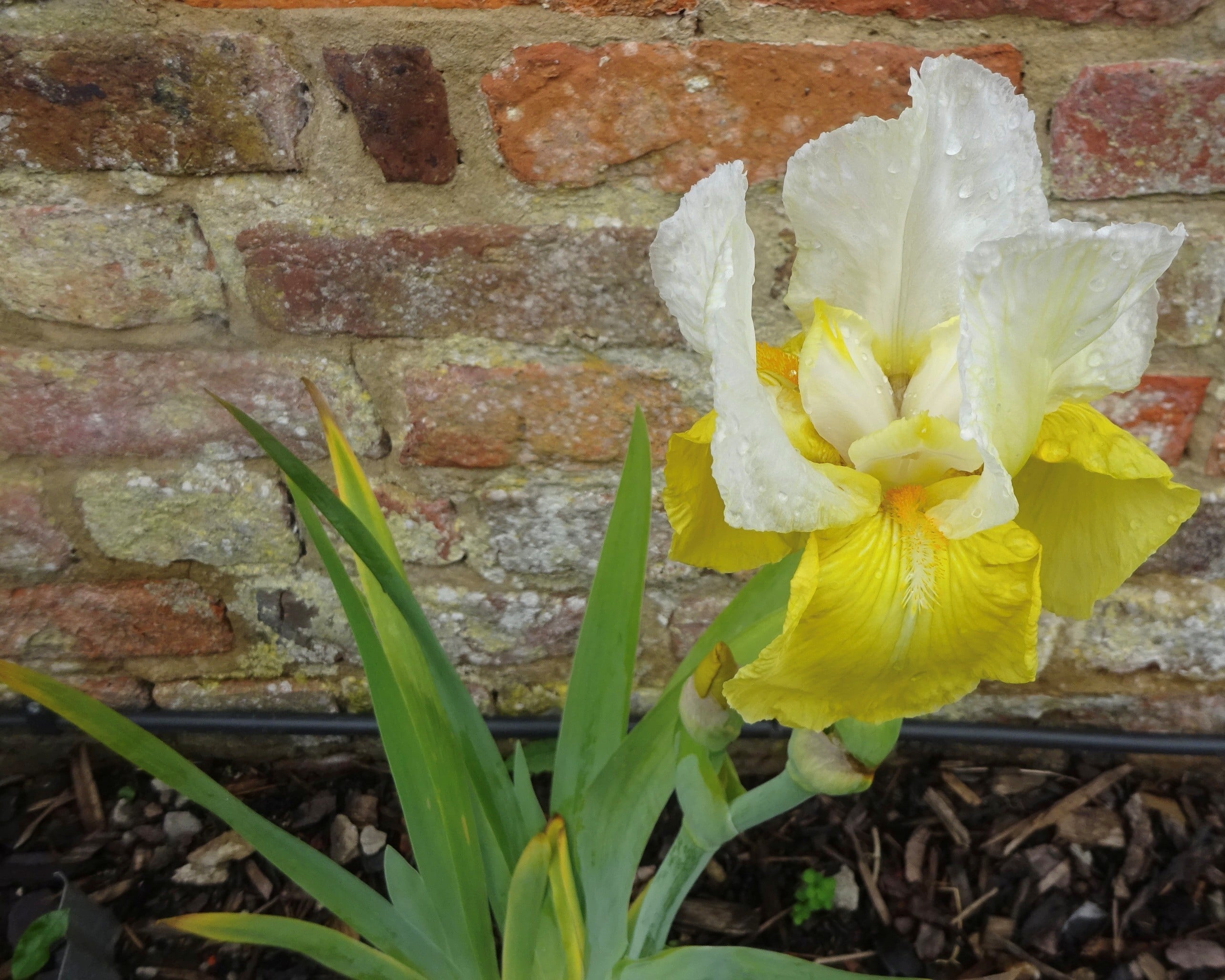 <i>Iris</i> 'Glacier Gold' (TB)