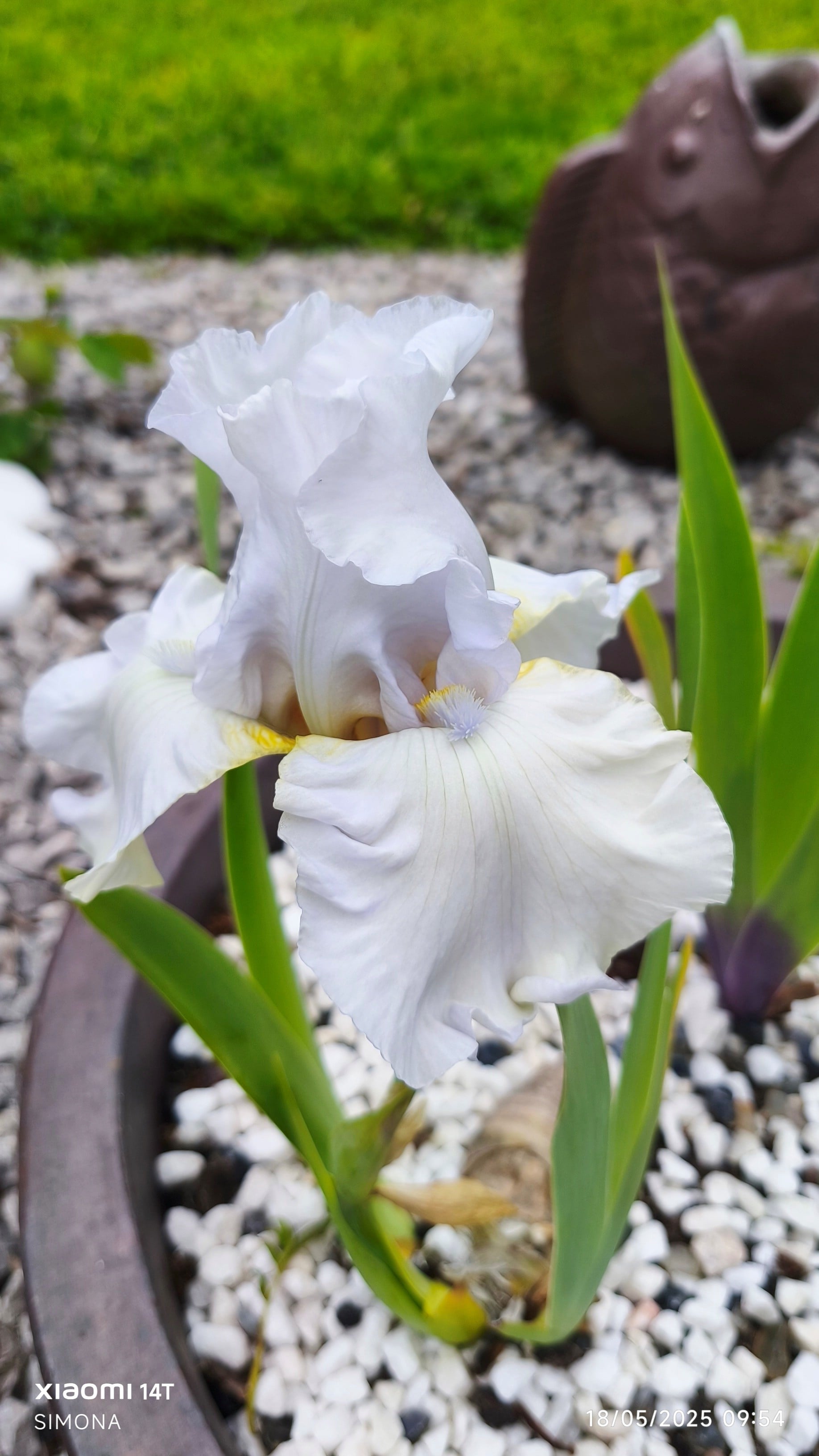 <i>Iris</i> 'St Petersburg' (TB)