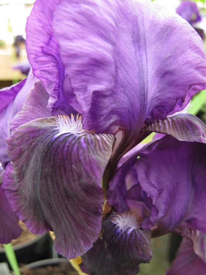 iris 'Black Swan'