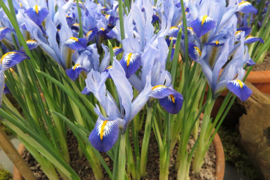 iris 'Carolina'