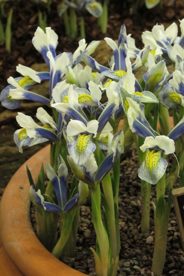 iris 'Sea Breeze'
