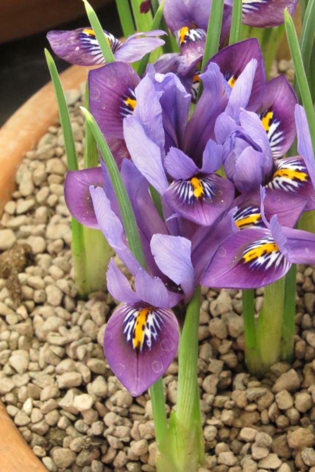 iris 'Velvet Smile'
