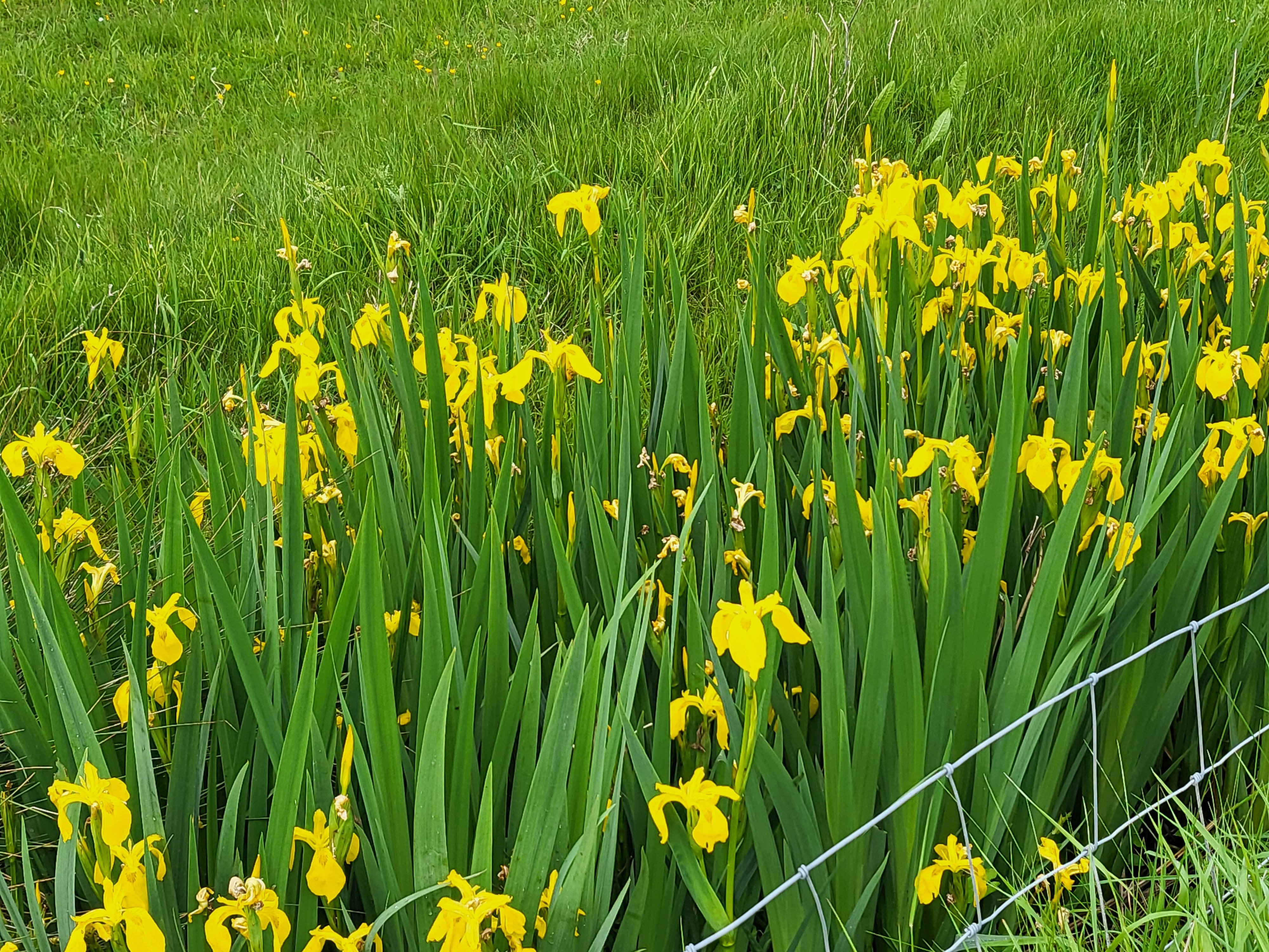 yellow iris