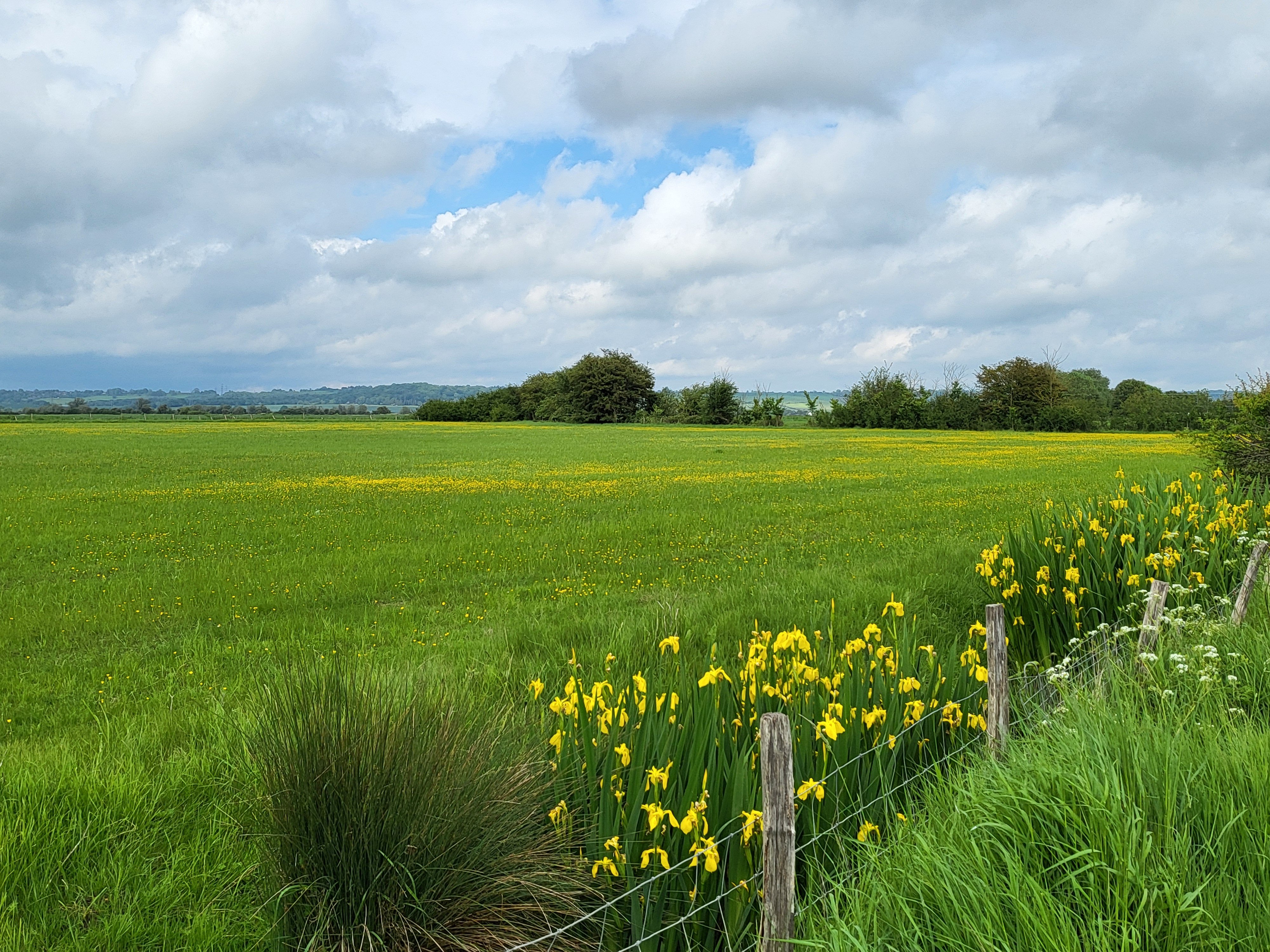 yellow iris