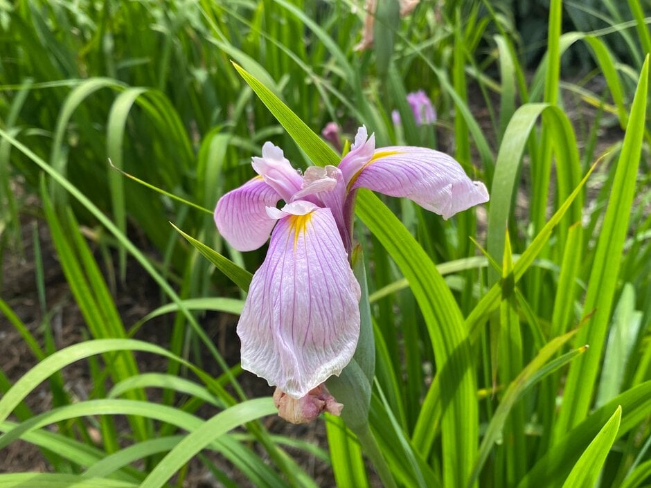 Siberian iris 'Pink Haze'