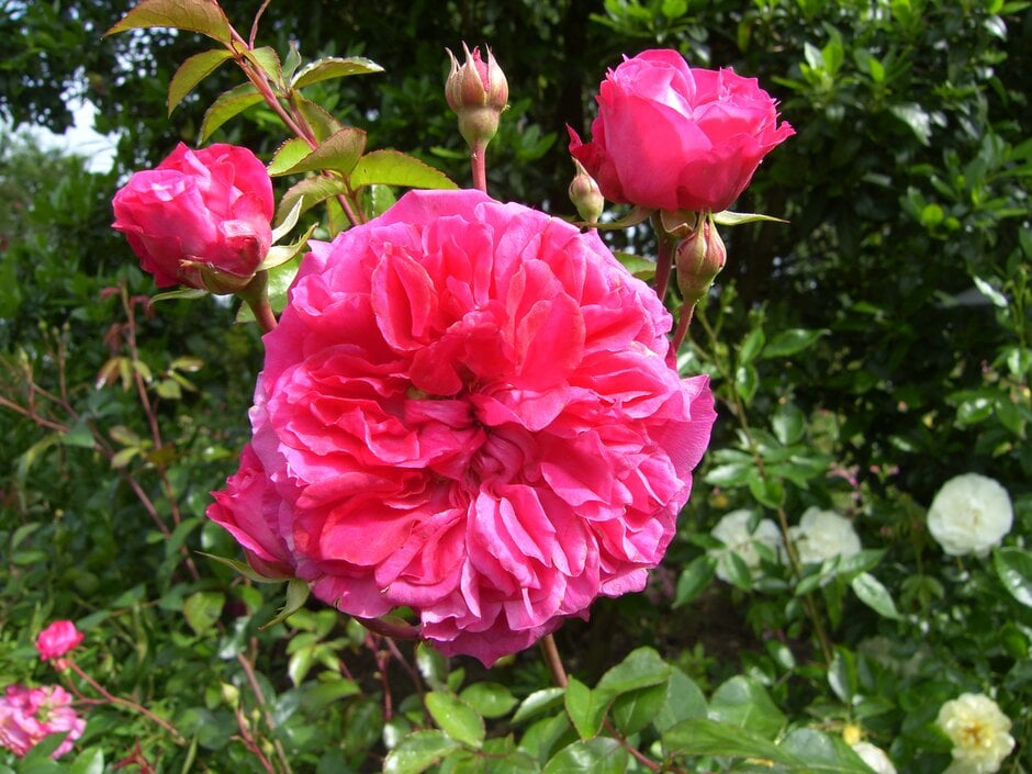 <i>Rosa</i> 'Ivor' (S)