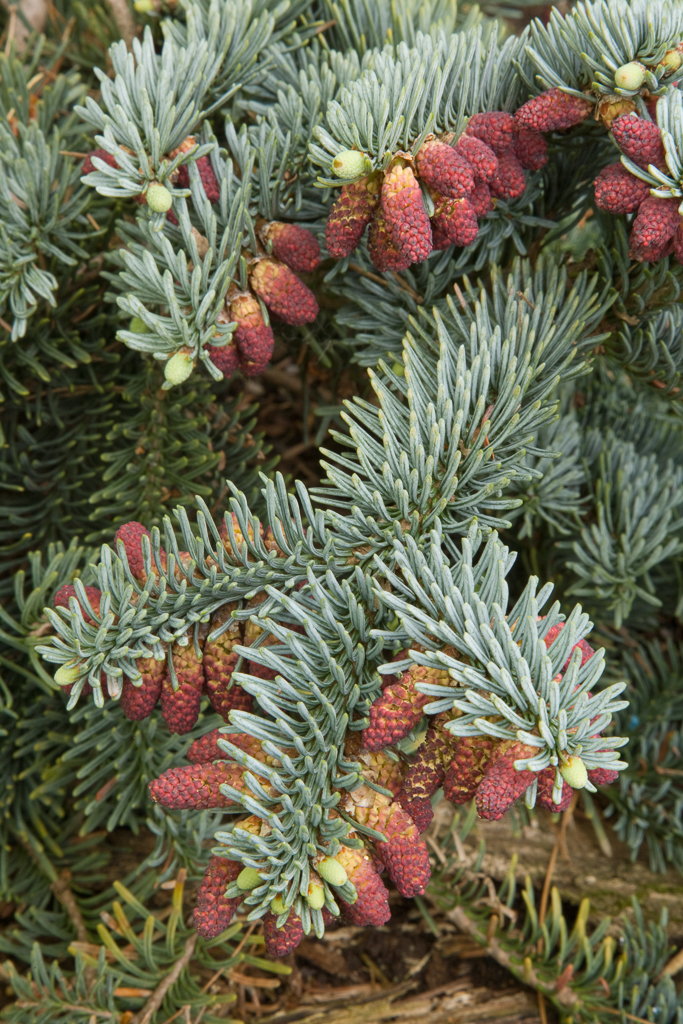 30 White Fir Seeds (Abies Concolor) For Planting – CZ Grain – Outdoor Tree